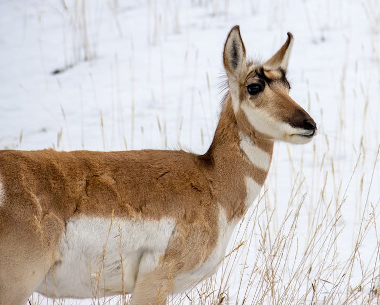 A Pronghorn Near White Snow