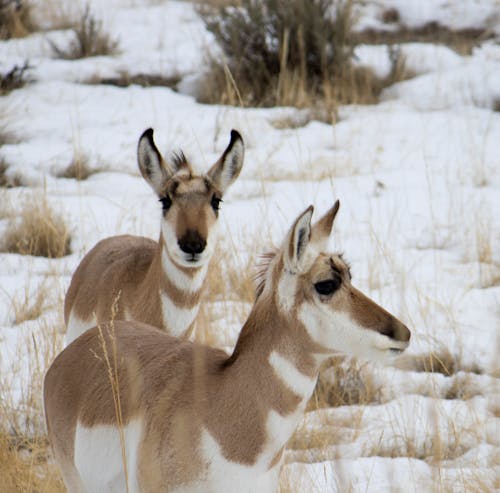 Free stock photo of female pronghorn, pronghorn, winter Stock Photo