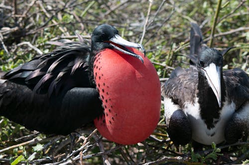 Free stock photo of frigate bird, gallapagos, male and female Stock Photo