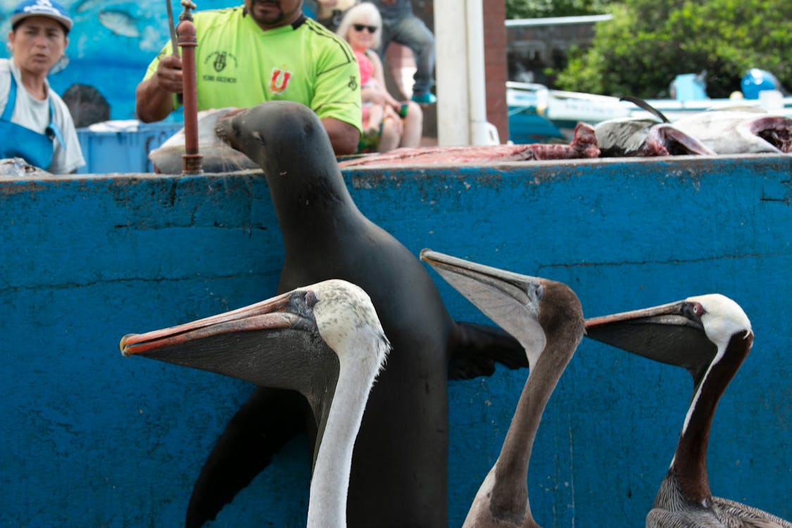 Gratuit Imagine de stoc gratuită din cerșind pește, focă, galápagos Fotografie de stoc