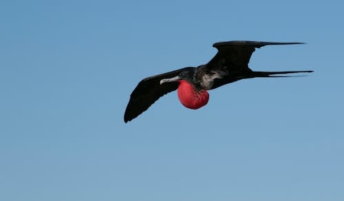 Free stock photo of flying, frigate bird, gallapagos Stock Photo