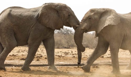Free Two African elephants engage in a playful interaction in the Oshikoto Region, Namibia. Stock Photo