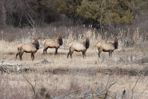 Free Four Elks Standing on Brown Grass Stock Photo