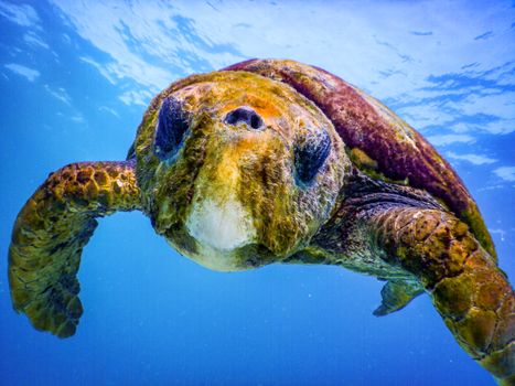 A colorful sea turtle swimming underwater, showcasing its shell and marine habitat.