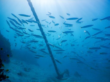 Underwater scene with a school of fish around an anchor, showcasing diverse marine life.