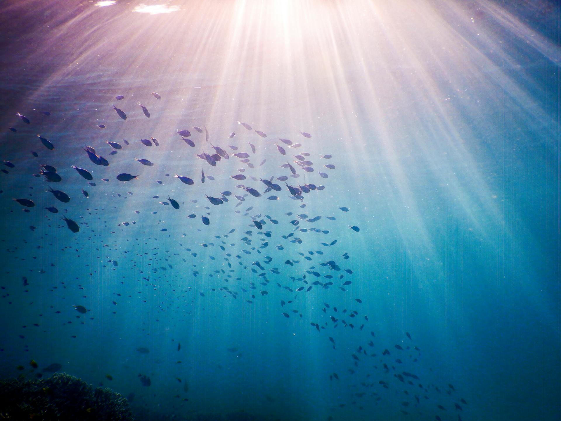 An underwater view of a school of fish illuminated by sunlight streaming through the ocean surface.