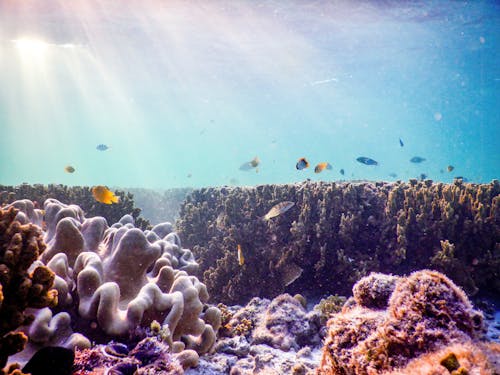 Бесплатное стоковое фото с глубокий, животные, коралловый риф