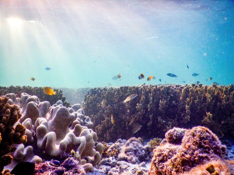 Colorful underwater view of coral reef teeming with marine life and sunlight streaming through water.