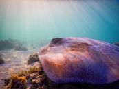 A graceful stingray swimming under sunlit waters, showcasing marine life beauty.