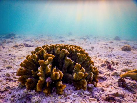 A close-up view of coral underwater, showcasing marine life on the ocean floor with sunlight filtering through.