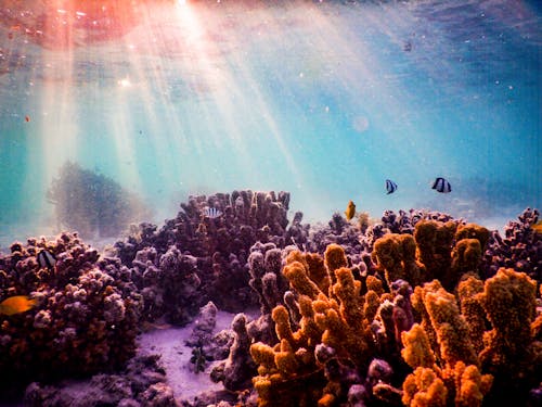 Sunlight Underwater