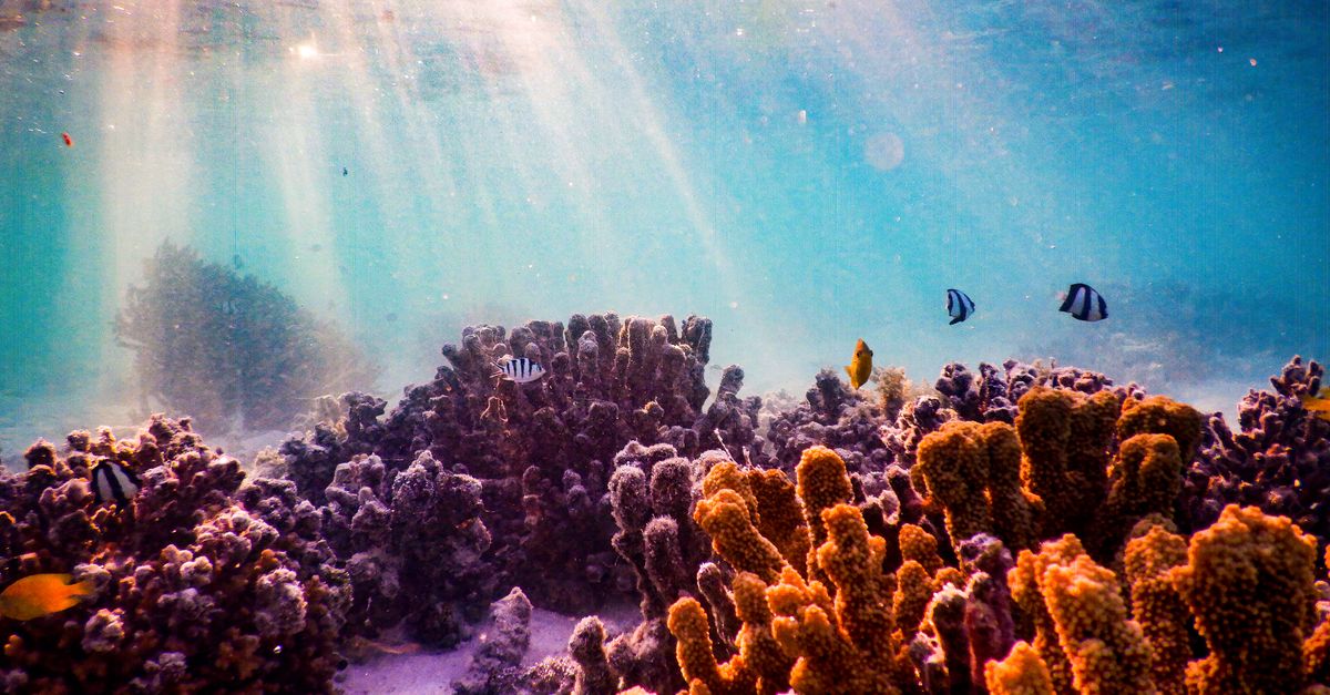 deep ocean floor conservation concept with marine life and research vessel above