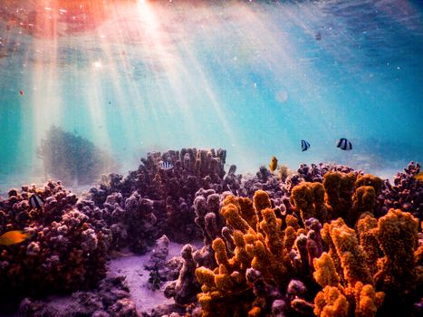 Explore a vibrant underwater coral reef teeming with colorful fish under sunlit ocean waters.