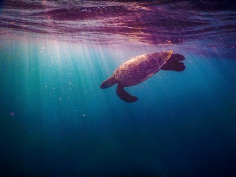 A mesmerizing image of a sea turtle gracefully swimming underwater with sunlight streaming through the ocean.