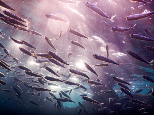 Free Spectacular underwater scene of a fish school with light rays piercing the ocean, creating a dreamlike ambiance. Stock Photo
