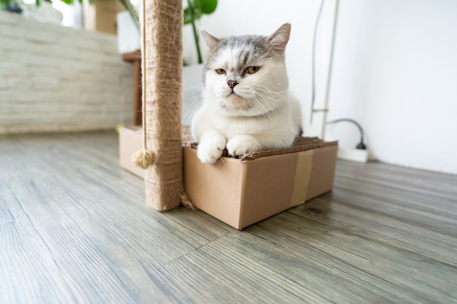 Adorable British Shorthair cat lounging in a cardboard box indoors.