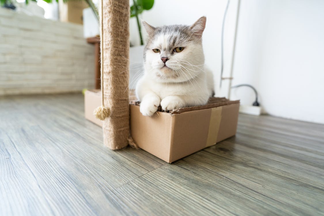 Free White Cat on a Box  Stock Photo