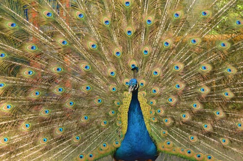 Blue Peacock Wallpaper · Free Stock Photo