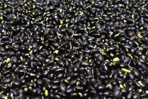 Free stock photo of black, plant, sprout Stock Photo