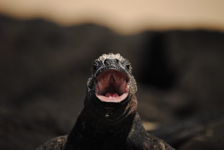 Black And Brown Iguana With Opened Mouth