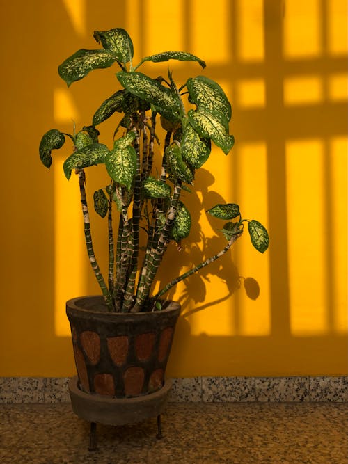 屋内植物, 成長, 装飾の無料の写真素材