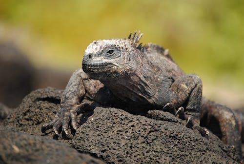Ilmainen kuvapankkikuva tunnisteilla eksoottinen, iguana, kasvinsyöjä