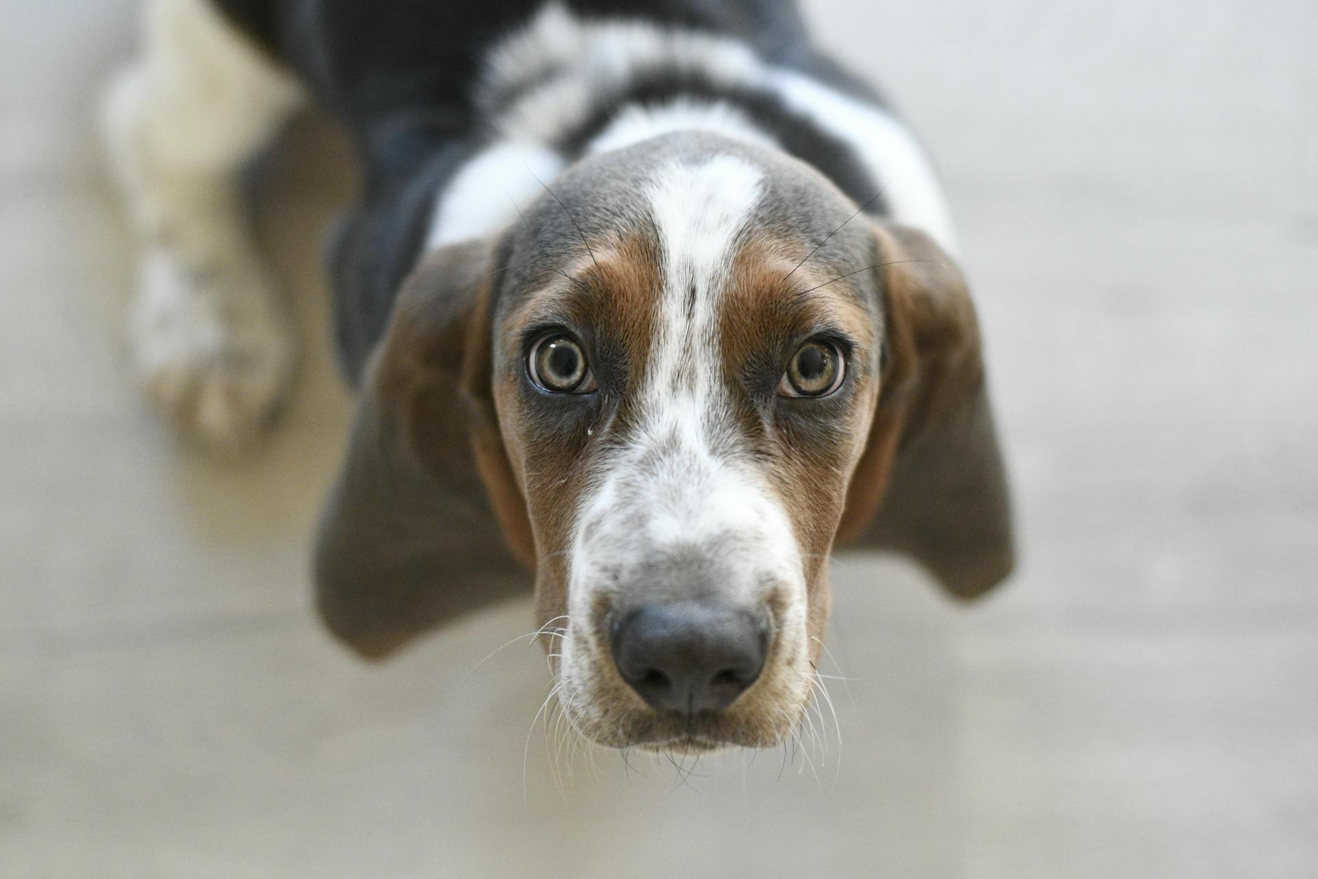 Bassethound in een close-upfoto