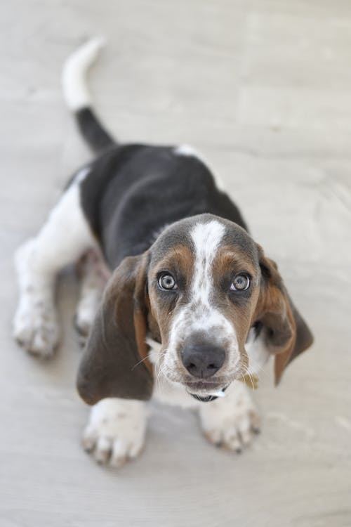 High Angle Shot of an Adorable Beagle 