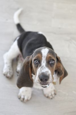 Beagle