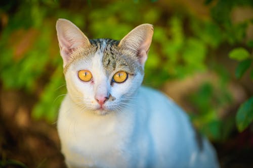 Fotobanka s bezplatnými fotkami na tému domáce zviera, fúzy, mačací