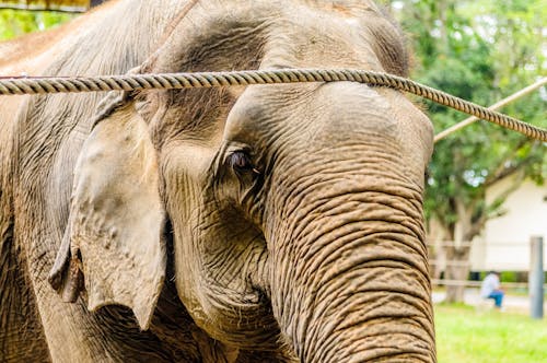 Fotobanka s bezplatnými fotkami na tému ázijský slon