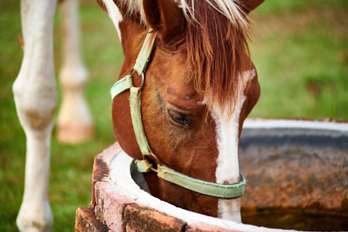 Free Brown Horse Drinking on Water Well  Stock Photo