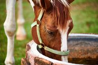 Brown Horse Drinking on Water Well