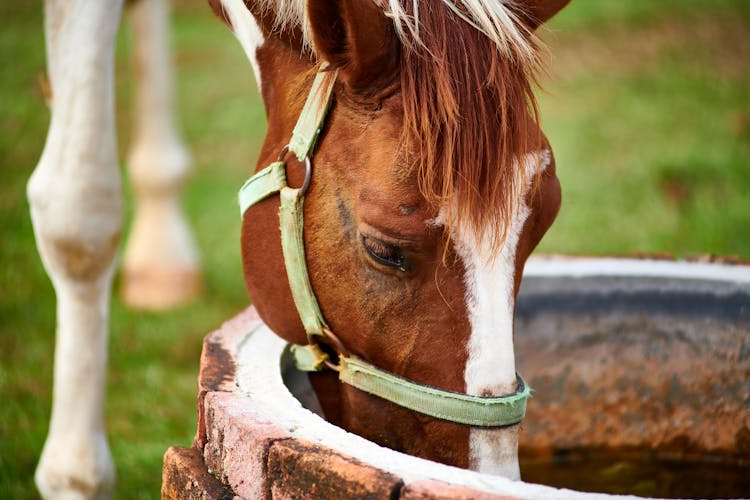 Brown Horse Drinking On Water Well 