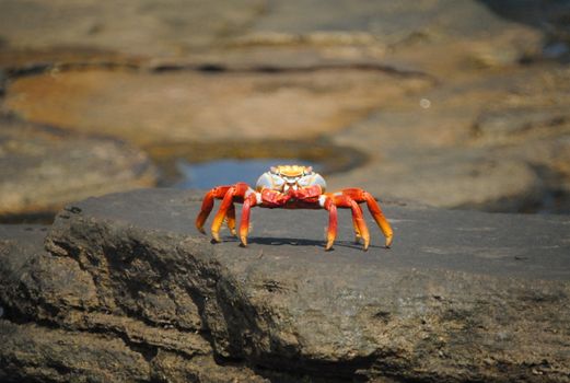 Red Crab on Rock