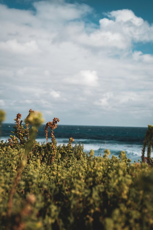 Picturesque scenery of lush green plants growing near coast of powerful azure ocean with foamy waves under cloudy blue sky in sunlight