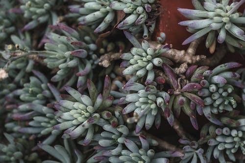From above of exotic blue stonecrop succulent plant growing in pot as abstract background