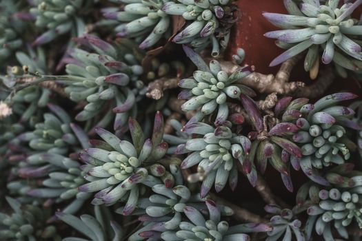 From above of exotic blue stonecrop succulent plant growing in pot as abstract background