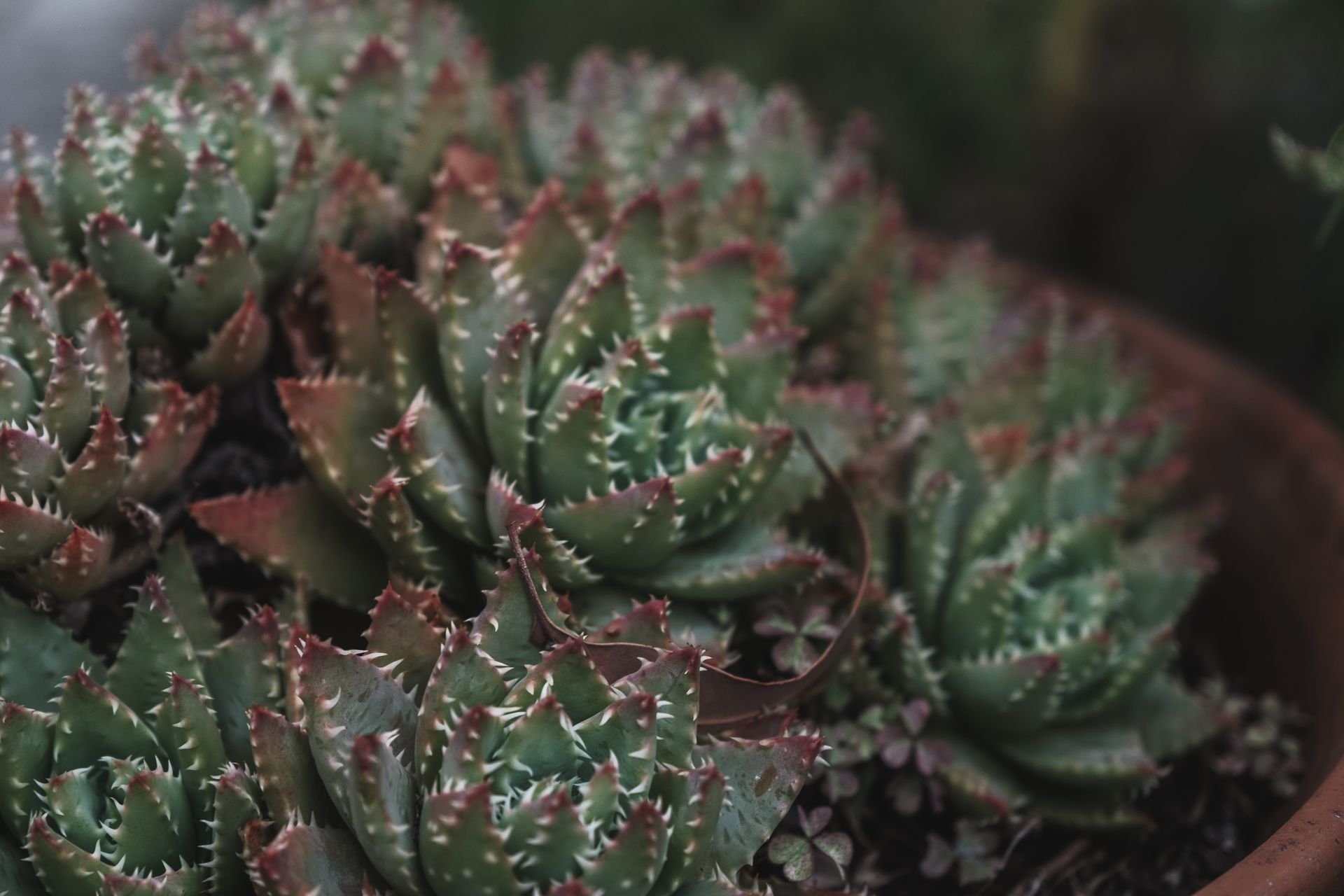 Detailed image of Aloe Brevifolia succulents with spiky leaves in a pot.