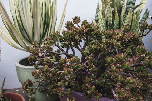 Lush fresh potted Sedum dendroideum succulent placed near Dracaena trifasciata and Agave plants on terrace