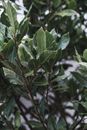 Lush leaves of evergreen Laurus nobilis tree growing in garden