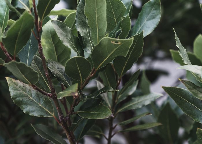 Bay Leaf Laurel - Urban Goes Green Plant Guide