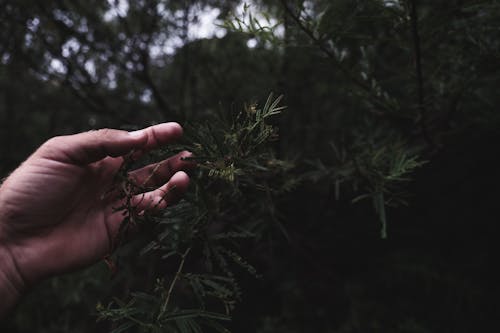 Бесплатное стоковое фото с podocarpus lambertii, Анонимный, безликий