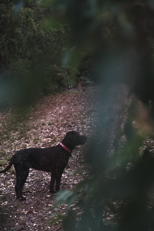 Side view of adorable black dog with curly coat standing on path covered with fallen leaves amidst lush green trees in woods and looking away
