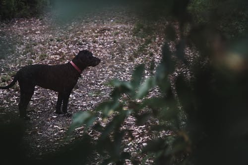 Cute black dog looking away while standing on alley in woods