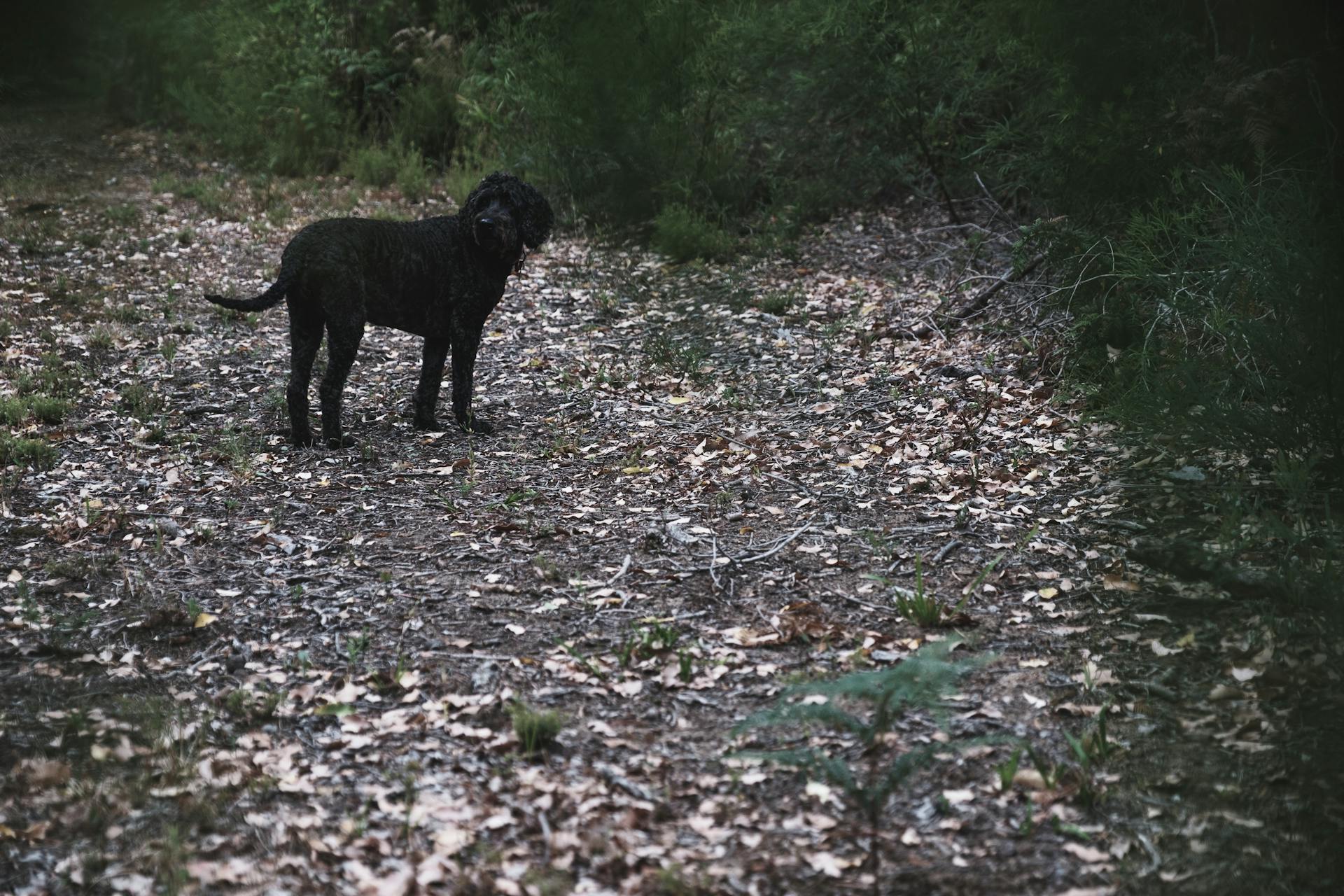 Abandoned black dog standing on walkway between trees and bushes with lush green leaves in woods