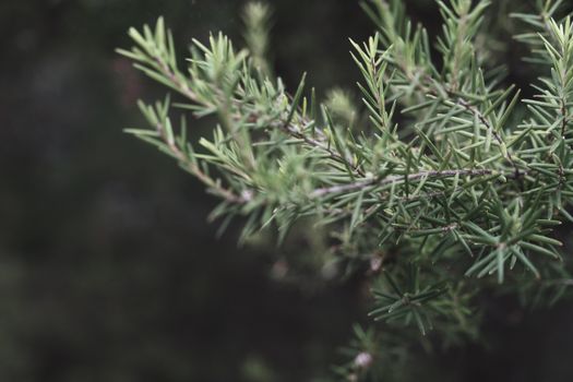 Closeup of green coniferous shrub with wavy stems and needles growing in woods in daytime