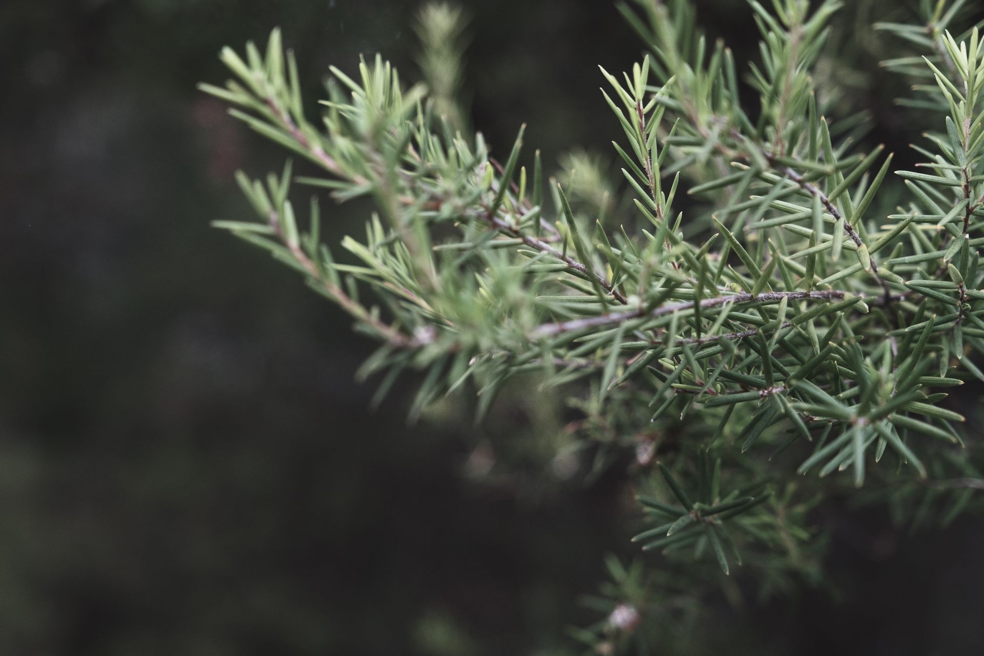 Closeup of green coniferous shrub with wavy stems and needles growing in woods in daytime