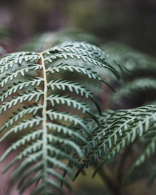 Closeup of fern plant with curved foliage and thin stem growing in woods on blurred background