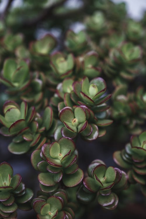 High angle of green succulent plants with thick foliage growing in daylight on blurred background